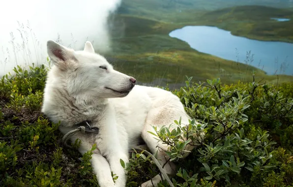 Nature, each, dog