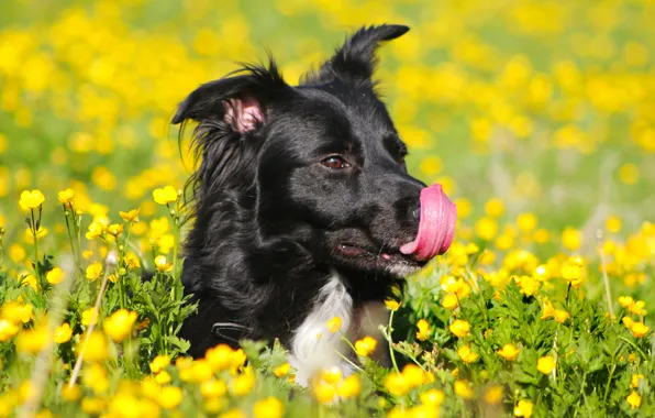 Field, language, flowers, yellow, black, dog, green, buttercups