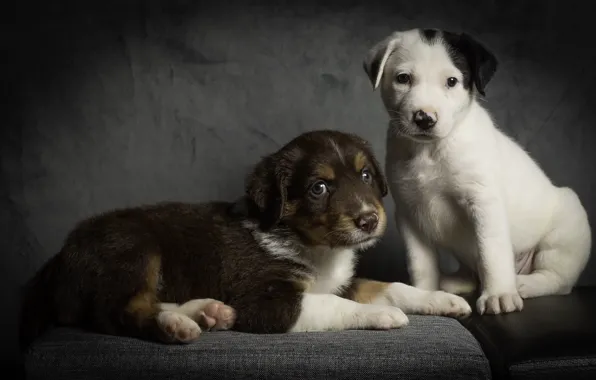 Dogs, comfort, house