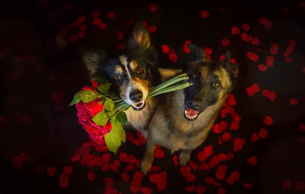 Dogs, flowers, friends