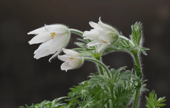 Leaves, flowers, spring, white, grey background, buds, cross