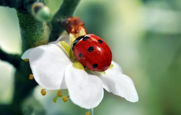 Picture white, flower, red, green, tree, ladybug, branch, insect