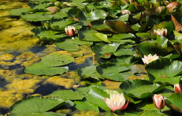 Flower, leafs, water lily