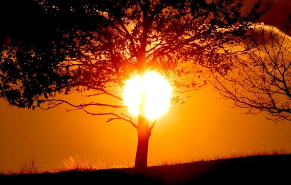 Picture the sun, sunset, tree, shadow