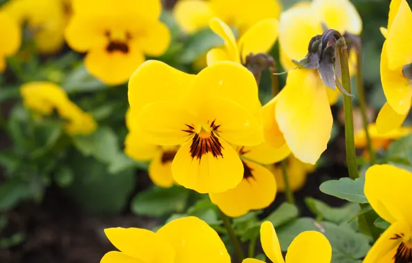 Flowers, yellow, Pansy, flowerbed, bokeh, violet, viola