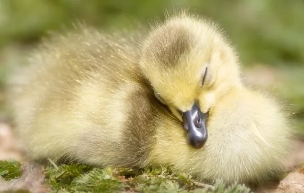 Baby, sleeping, Chicks, the goslings