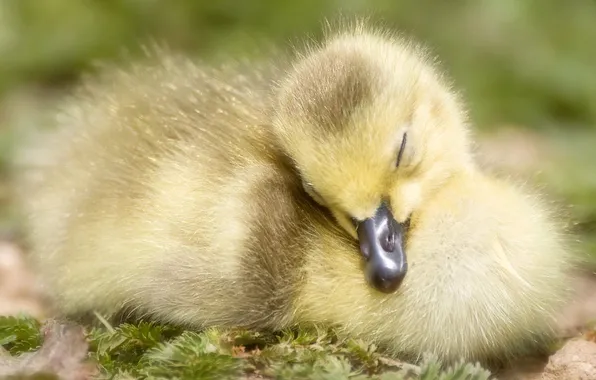 Baby, sleeping, chick, Gosling
