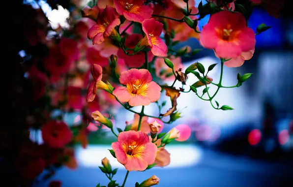 Picture buds, Liana, Campsis rooting, Tecoma