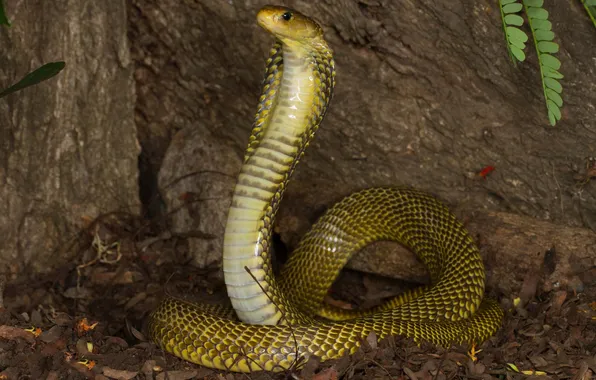 Picture snake, Cobra, cold-blooded animal