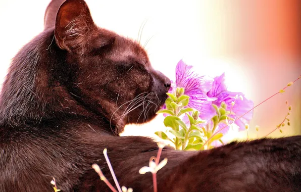 Cat, Koshak, Tomcat, flower, sniffs