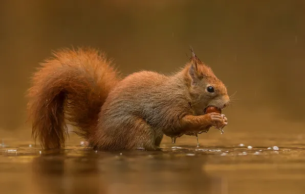 Picture water, rain, walnut, protein, tail, red
