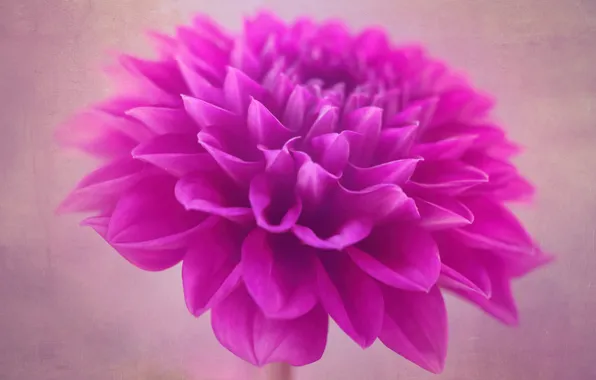 Picture macro, petals, buds, dahlias