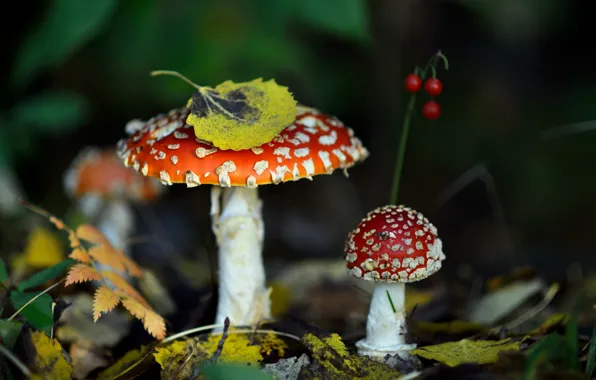 Autumn, forest, leaves, nature, mushrooms, mushroom