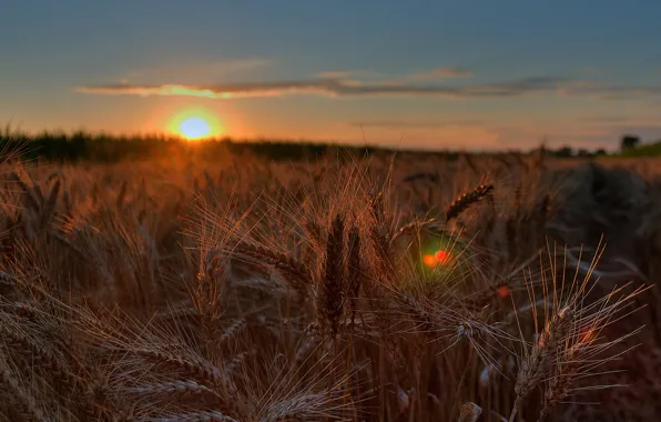 Field, the sun, light, sunset, glare, rye, ears, cereals