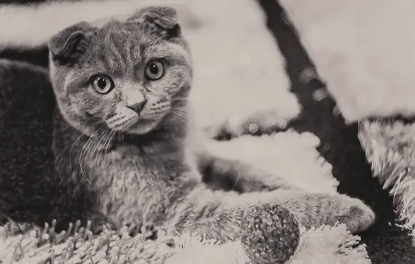 Picture cat, grey, pussy, looks, eyes.look, British