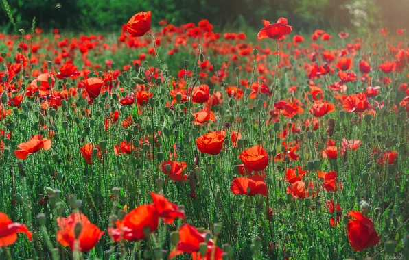 Greens, summer, light, flowers, bright, Maki, meadow, red