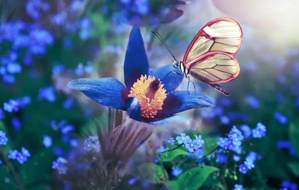 Macro, flowers, nature, butterfly, forget-me-nots, anemone