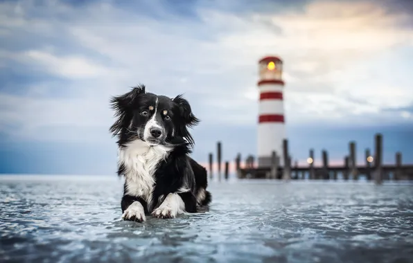 Picture lighthouse, dog, Miniature Australian shepherd, ice