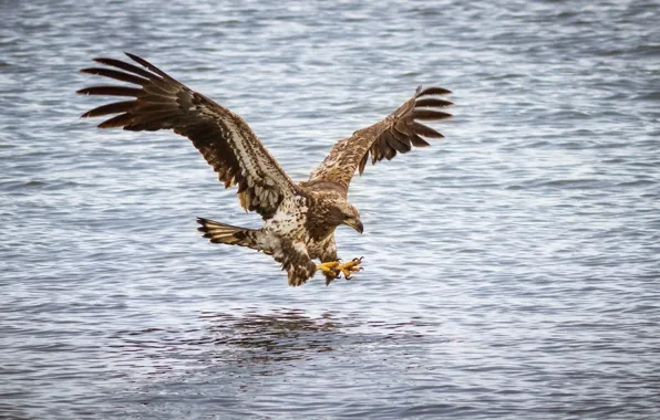 Eagle, claws, flies, pond, fishing