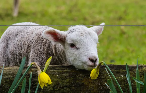 Field, look, flowers, the fence, wire, spring, yellow, the fence