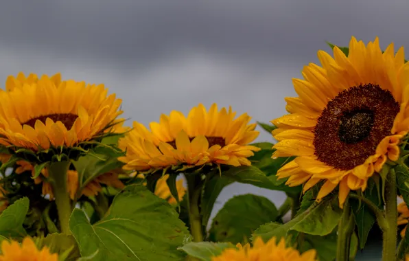 Field, sunflowers, suns