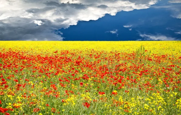 Picture GRASS, HORIZON, The SKY, FIELD, CLOUDS, FLOWERS