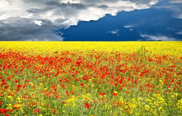 GRASS, HORIZON, The SKY, FIELD, CLOUDS, FLOWERS