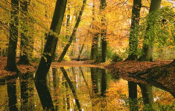 Picture autumn, forest, nature, lake, reflection