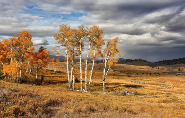 Autumn, USA, National Park, Yellowstone