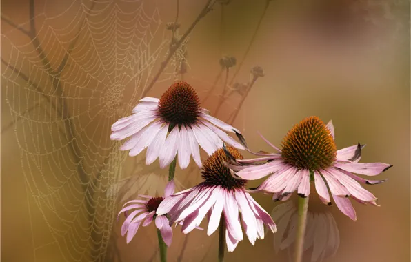 Flowers, background, web, Echinacea