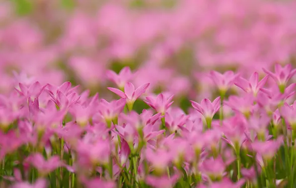 Picture pink, flowers, a lot, bokeh, Zephyranthes