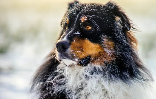 Dog, morning, sun, bokeh, frost, frosty, australian shepherd, canine