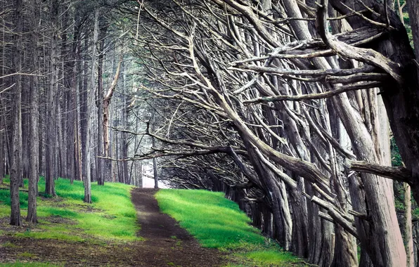 Road, trees, landscape, nature