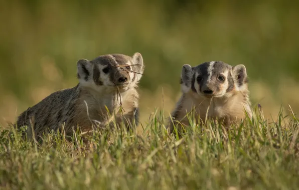 Grass, glade, pair, two, badger, faces, badgers, American badger