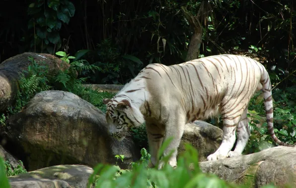 Cat, white, tiger, stones, large