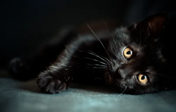 Kitty, black, eyes, muzzle, wallpapers