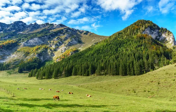 Field, forest, clouds, light, mountains, blue, stay, the slopes