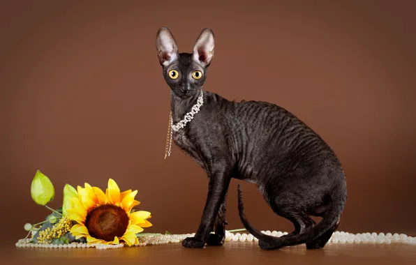 Cat, sunflower, necklace, black, sitting, brown background, Sphinx
