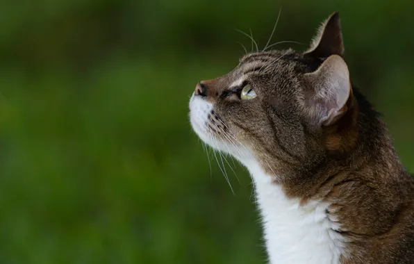 Picture cat, cat, background, portrait, muzzle, profile, cat