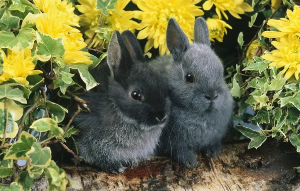 Picture flowers, pair, rabbits, log