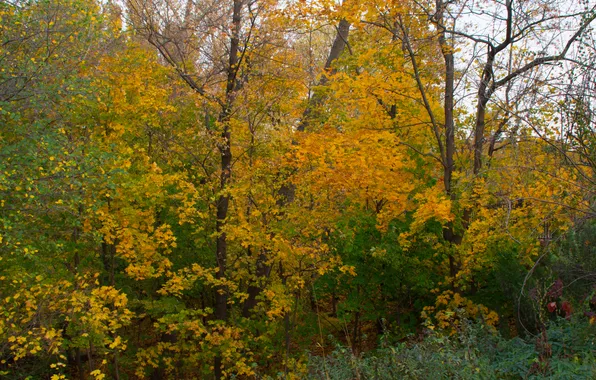 Picture autumn, forest, trees, nature, October, Russia, Samara, Botanical garden