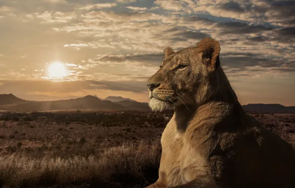 Picture sunset, Leo, Savannah, lioness