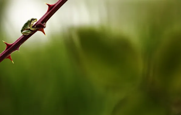 Frog, branch, spikes, frog, branch, thorns