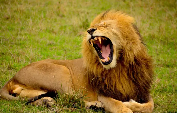 Animal, wildlife, time, llion