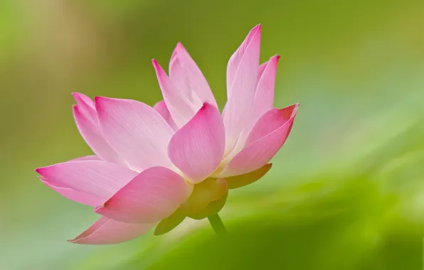 Water, flowers, petals, Lotus