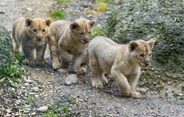 Cat, cub, kitty, the cubs, trio, lion, ©Tambako The Jaguar