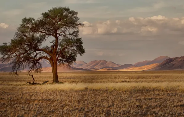 Picture grass, trees, mountains, Savannah, Africa, Namibia
