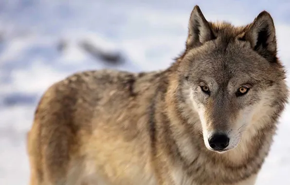 Picture nature, face, animal, wolf, wildlife, head, fur, mammal