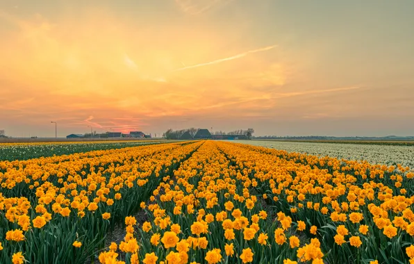 Field, the sky, flowers, spring, dal, yellow, daffodils, plantation