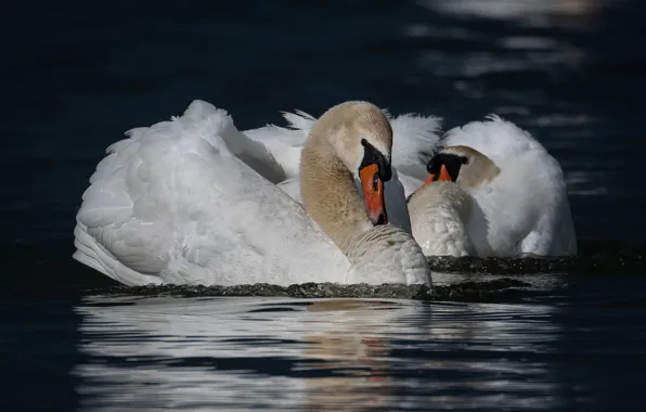 Water, birds, pair, Swan, white, swans, pond, bokeh